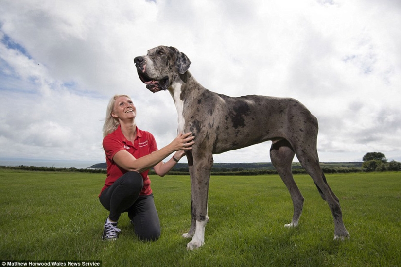 Parece que este es el perro más alto del mundo: un Gran danés de dos metros que pesa 76 kg