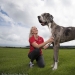 Parece que este es el perro más alto del mundo: un Gran danés de dos metros que pesa 76 kg