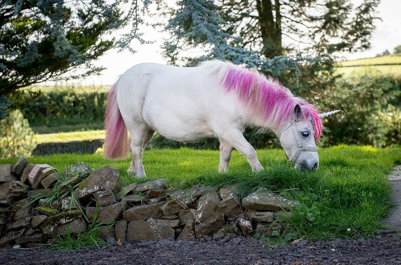 Pareja escocesa tiene un &#39;unicornio&#39; como mascota