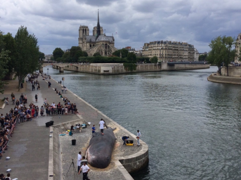 Paris residents found an "ejected whale" on the Seine embankment