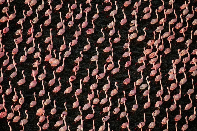 País de flamencos rosados