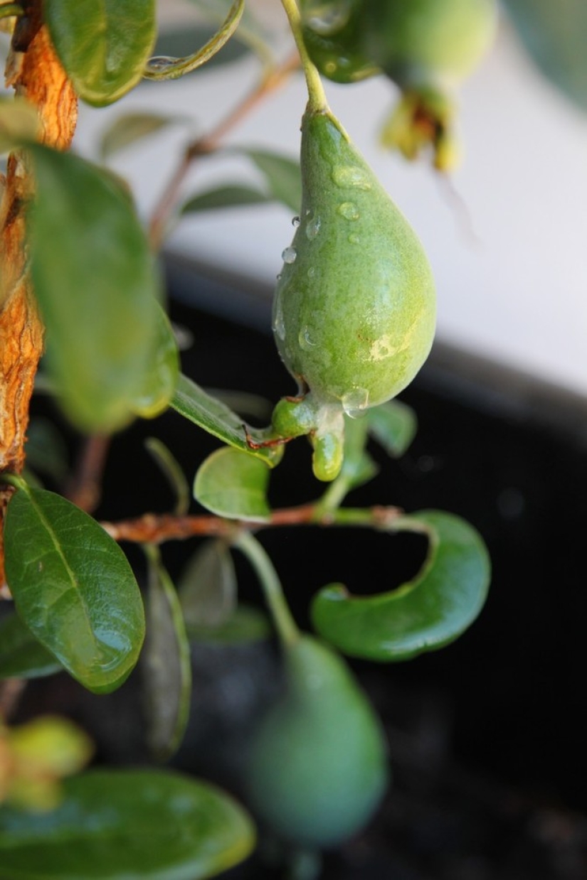 Passion fruit, lemons, figs and other fruits that you can grow in your apartment or at work