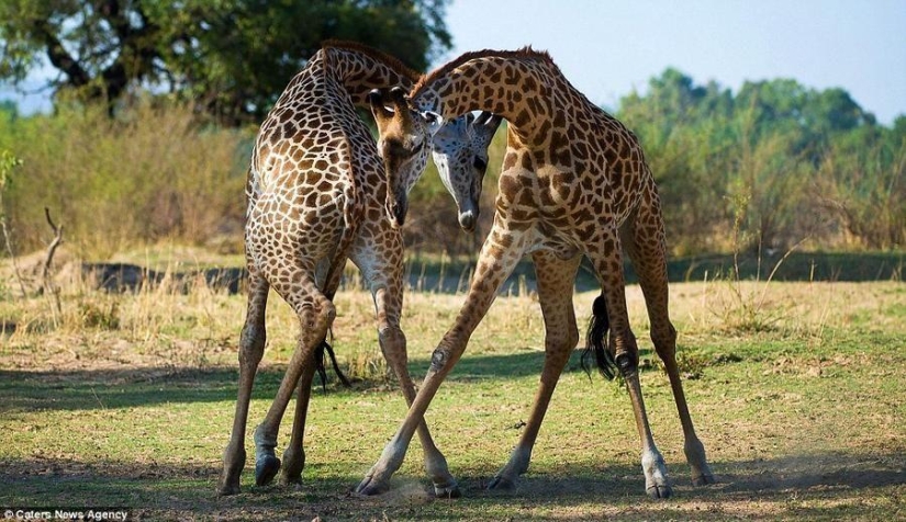 Passionate tango performed by giraffes