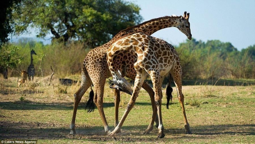 Passionate tango performed by giraffes