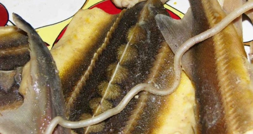 Pasteles de vesiga, la momia de ganso, Limpopo y más de 5 platos inusuales en Rusia