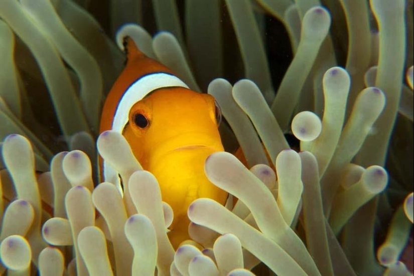 Peces de colores del fondo del océano