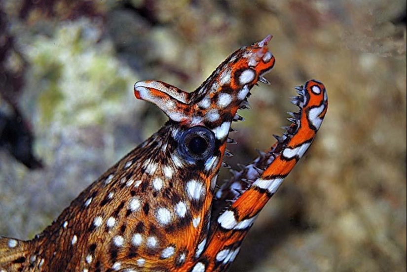 Peces de colores del fondo del océano