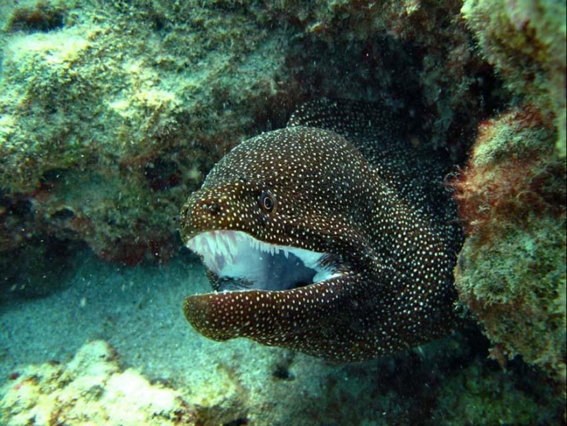 Peces de colores del fondo del océano