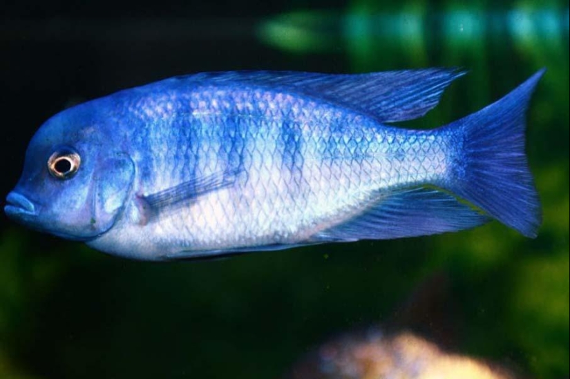 Peces de colores del fondo del océano