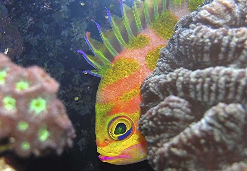 Peces de colores del fondo del océano