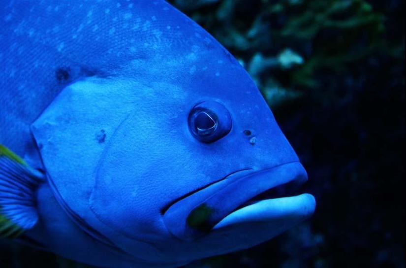 Peces de colores del fondo del océano