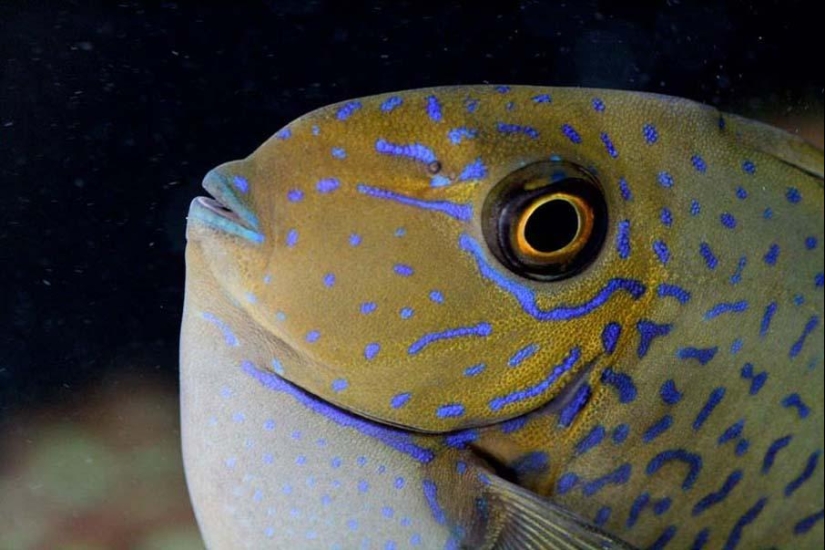 Peces de colores del fondo del océano