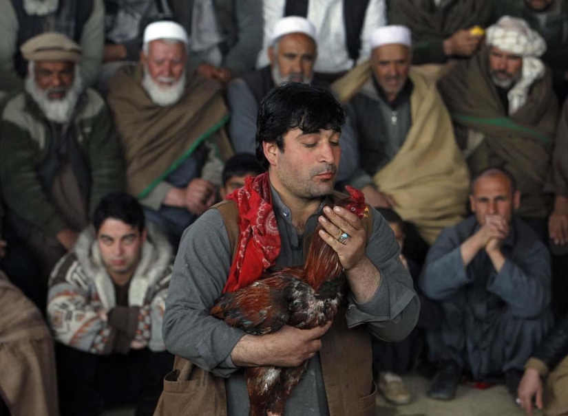 peleas de gallos en afganistán