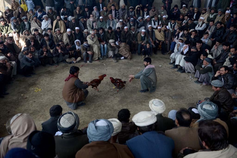 peleas de gallos en afganistán