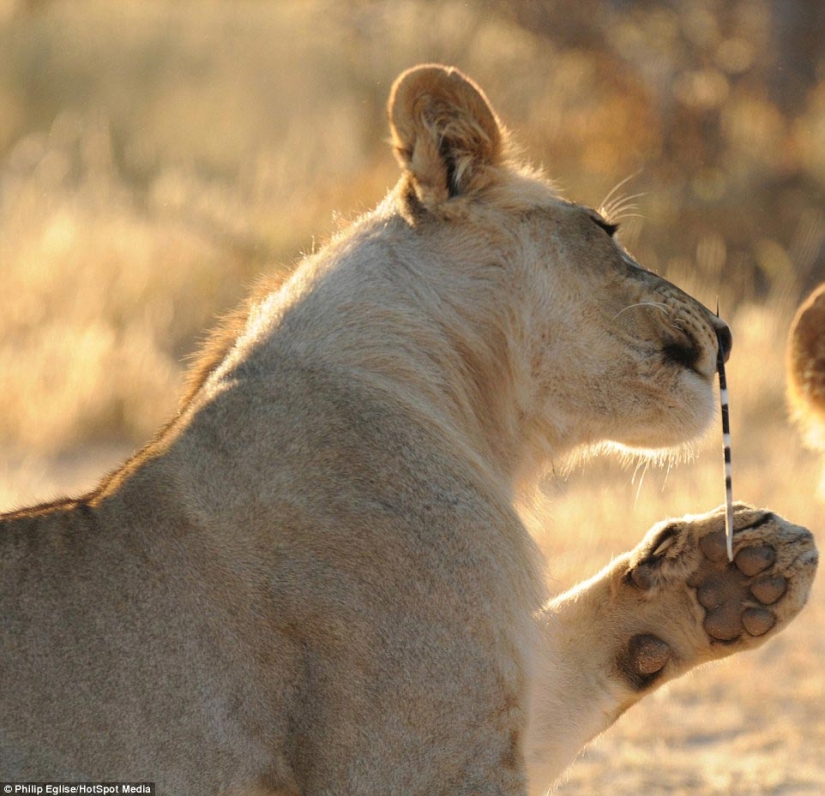 Perforar la nariz de un león, o no atacar a un puercoespín si no quieres perforarte la nariz