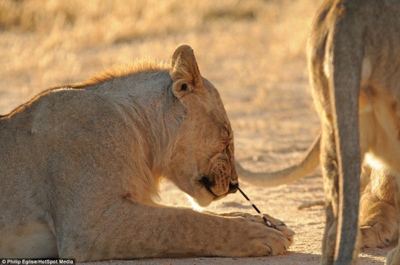 Perforar la nariz de un león, o no atacar a un puercoespín si no quieres perforarte la nariz