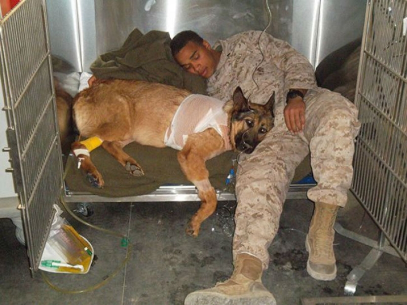 Perro que perdió una pierna mientras servía en Afganistán recibió una medalla