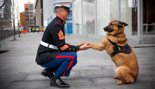 Perro que perdió una pierna mientras servía en Afganistán recibió una medalla