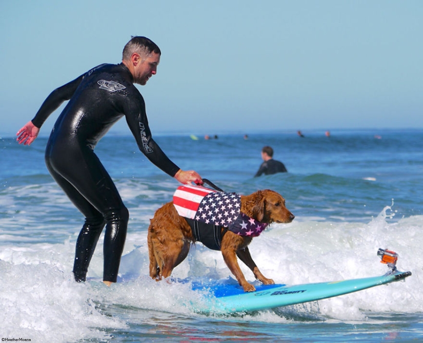 Perro Ricochet surfea con enfermos y los ayuda a recuperarse