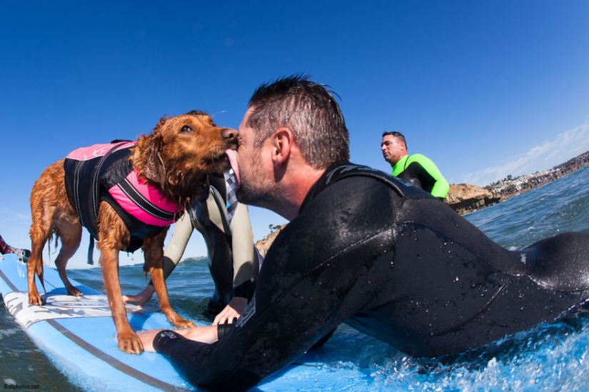 Perro Ricochet surfea con enfermos y los ayuda a recuperarse