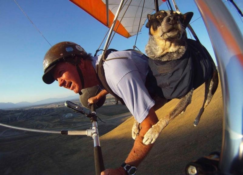 perro volador