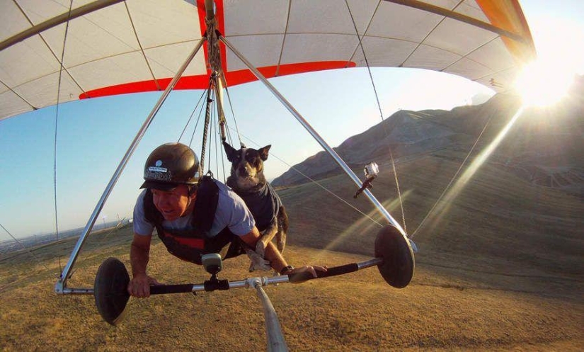 perro volador