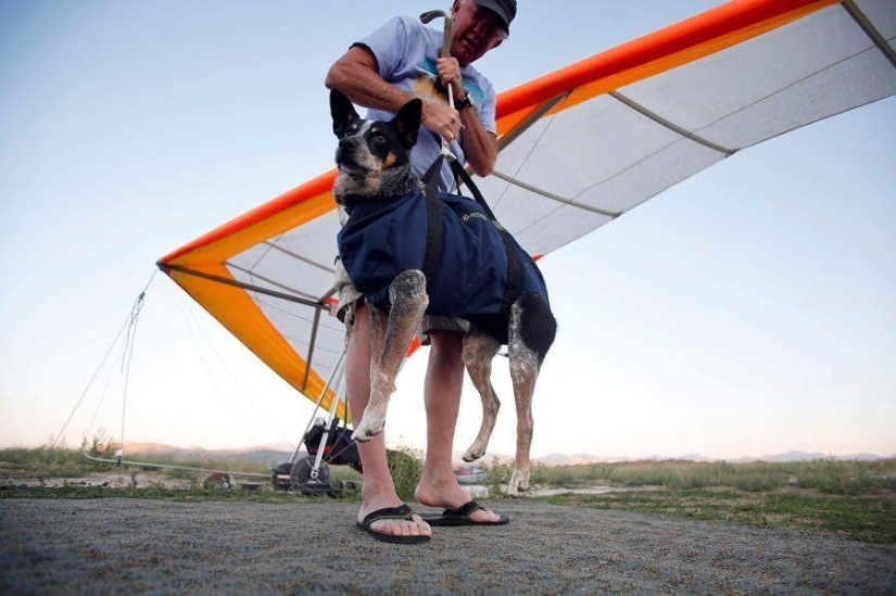 perro volador