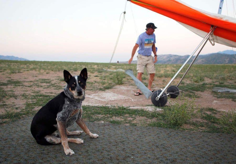 perro volador