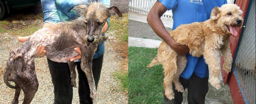 Perros callejeros antes y después del refugio
