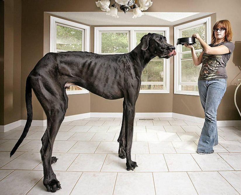 Perros grandes que no puedes evitar amar