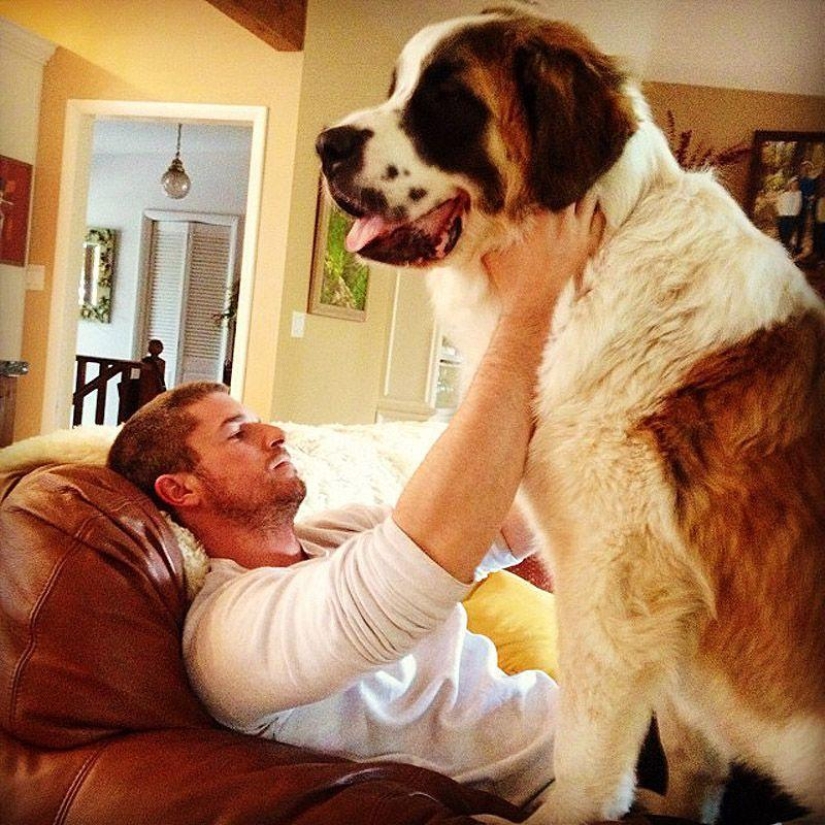 Perros grandes que no puedes evitar amar