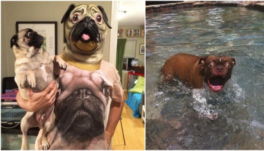 Perros hilarantes están conmocionados por lo que está sucediendo.