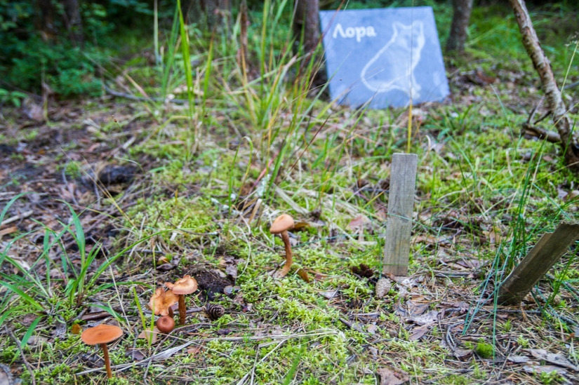 Pet cemeteries exist