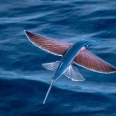 Pez volador Exocoetidae