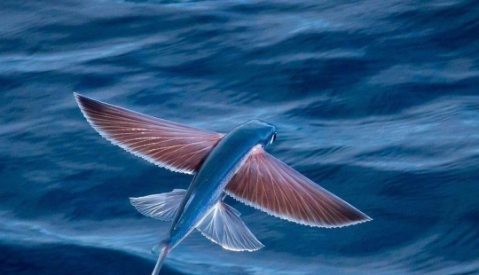 Pez volador Exocoetidae Pez volador Exocoetidae