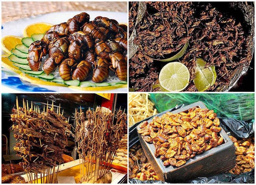 Photo guide to edible insects