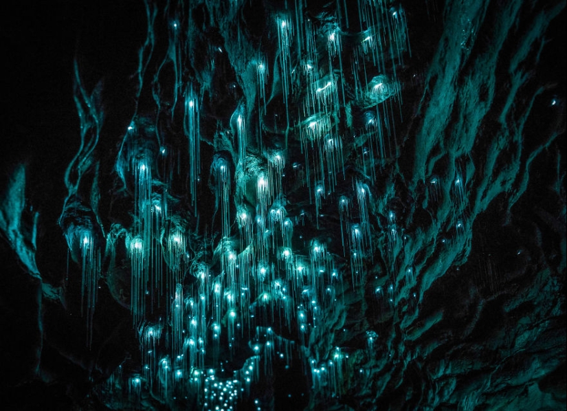 Photographer took a starry sky of fireflies in a New Zealand cave