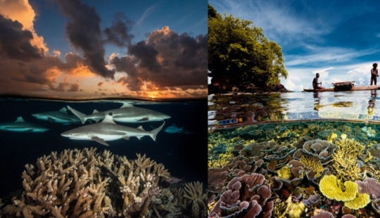 Photographs by David Dubile: the world on the surface and under water