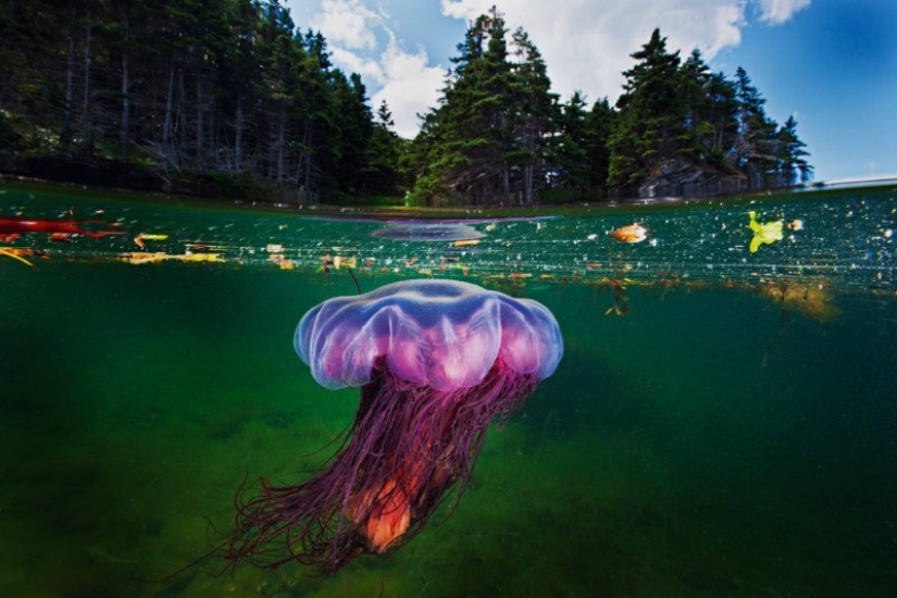 Photographs by David Dubile: the world on the surface and under water