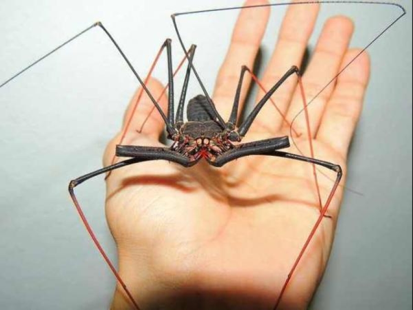 Phryns are harmless heroes of arachnophobes' nightmares