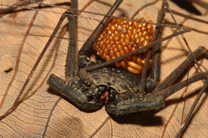 Phryns are harmless heroes of arachnophobes' nightmares
