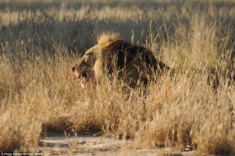 Piercing a Lion&#39;s Nose, or Don&#39;t Attack a Porcupine If You Don&#39;t Want Your Nose Pierced