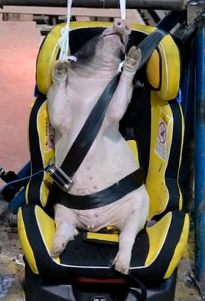 Pigs and dogs are used in crash tests in China