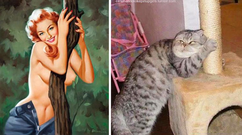 Pin-up-Girls vs cats in the fight for your love