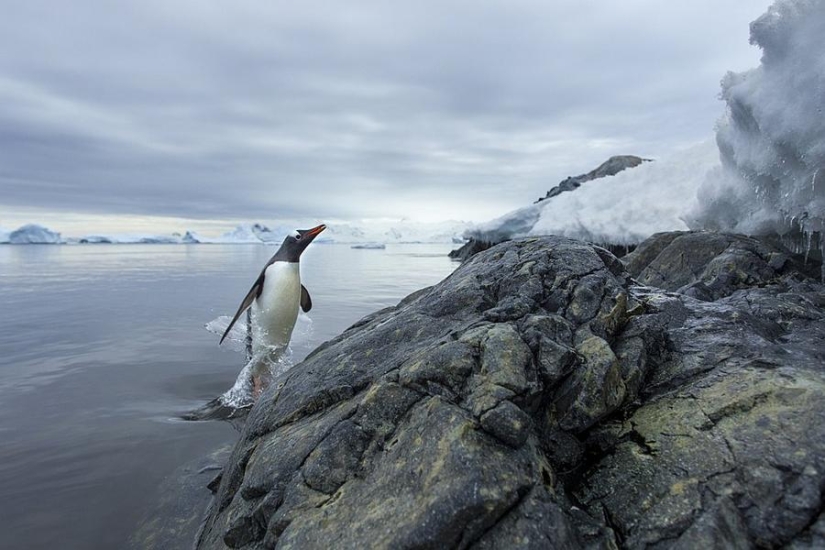 pingüinos papúa