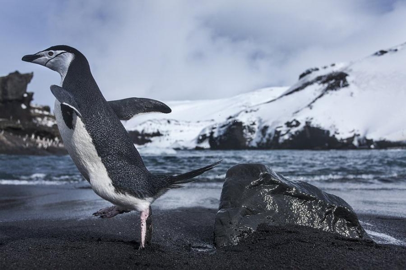 pingüinos papúa