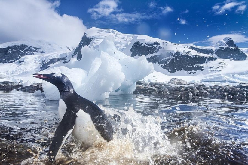 pingüinos papúa