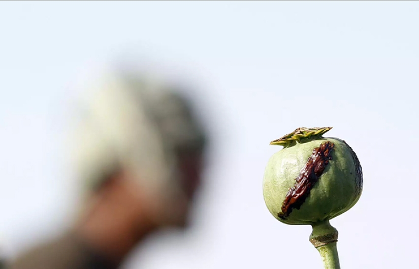 Pink dope: how the opium poppy is harvested in Afghanistan