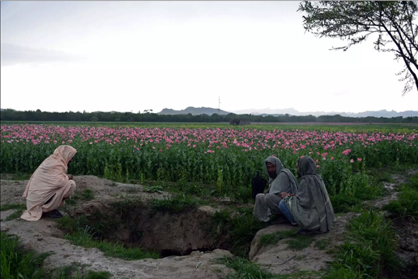 Pink dope: how the opium poppy is harvested in Afghanistan