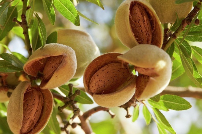 Pistachios, cashews and other "nuts" that aren't really nuts